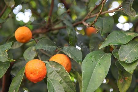 柑橘属果树成果树