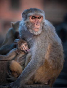 母亲恒河猴恒河猴护理它的婴儿