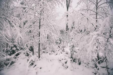 冬公园采用寒冷的morn采用g和雪-v采用tage看