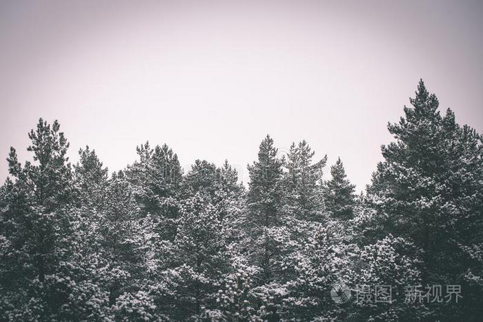 全景的看法关于下雪的森林.久远地地平线-酿酒的影片埃菲克