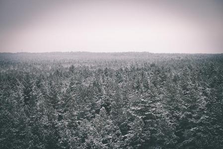 全景的看法关于下雪的森林.久远地地平线-酿酒的影片埃菲克