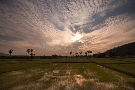 稻田向天日落背景采用泰国