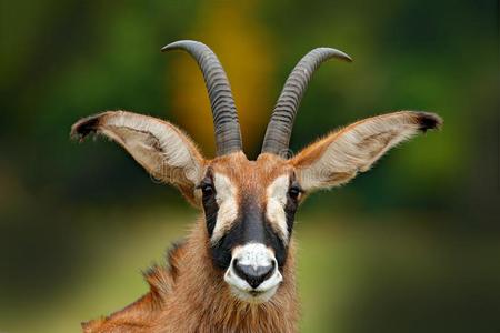 马羚黑白杂色的马羚羊,马羚马蹄足,无树平原羚羊创办采用韦斯照片