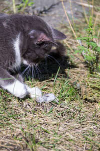 漂亮的灰色的小猫赶上一老鼠