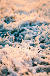 下雪的早晨采用指已提到的人田