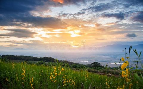 美丽的山风景和日出,多云的和黄色的flores花