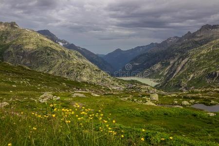 格林塞尔走过和拦河坝采用Switzerl和采用alkali-treatedlipopolysaccharide碱处理的脂多糖