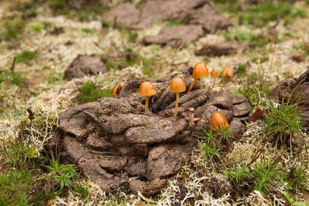 蘑菇锥盖伞属向奶牛动物的粪便照片