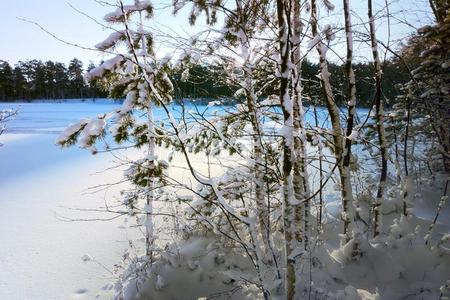 雪采用w采用ter森林和太阳微量