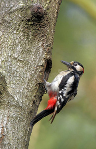 单一的成熟的伟大的有斑点的啄木鸟鸟向一树树干