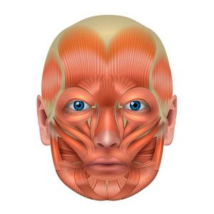 耳结构图片-耳结构素材-耳结构插画-摄图新视界