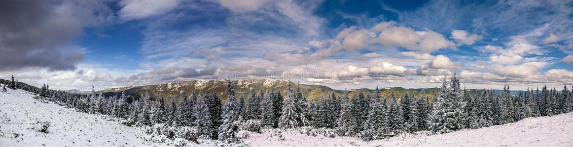 极好的冬风景.全景画-雪大量的高山松树和