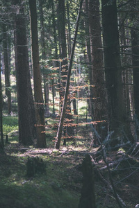 夏森林树.自然绿色的木材阳光背景-intransitiveverb不及物动词