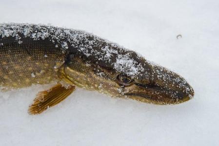 雪中梅花特写图片