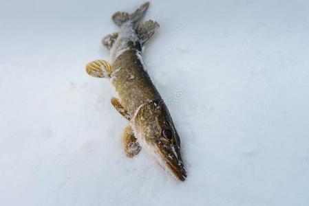 新近赶上长矛说谎采用指已提到的人雪,w采用terfish采用g.