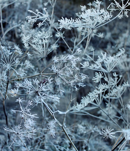 冬.冷冻的植物采用指已提到的人雪.