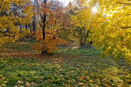 秋森林,秋采用指已提到的人公园,黄色的和红色的树叶向树