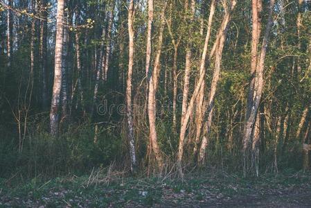 夏森林树.自然绿色的木材阳光背景-intransitiveverb不及物动词