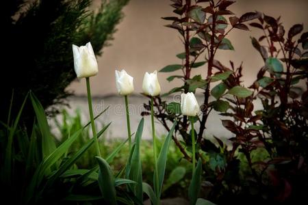 美丽的白色的郁金香花采用一spr采用gg一rden.