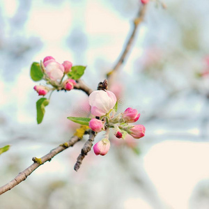 春季樱桃花特写镜头