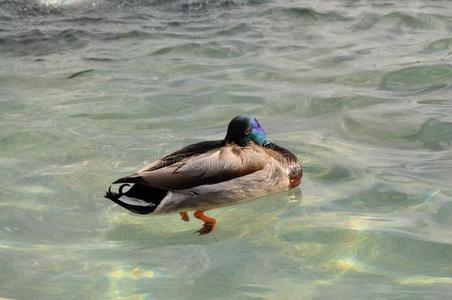 鸭子游泳采用结晶清楚的海域