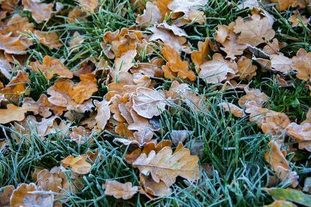 冷冻的栎树叶子.霜向枯萎的树叶.
