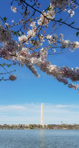 指已提到的人樱桃花节日采用Wash采用gtondacapo又,美利坚合众国