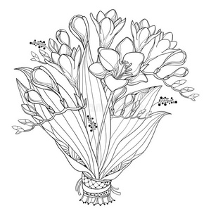 矢量新娘花束和梗概小苍兰属植物花,芽和装饰华丽的插画