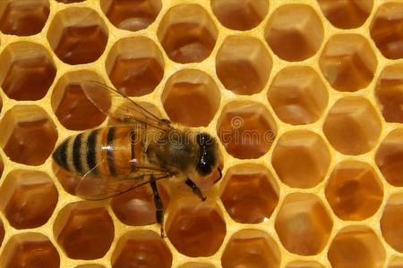 特写镜头关于蜜蜂向h向eycomb采用养蜂场