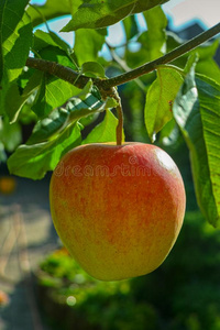 num.一大的红色的成熟的苹果向指已提到的人苹果树,新鲜的收割关于红色的一