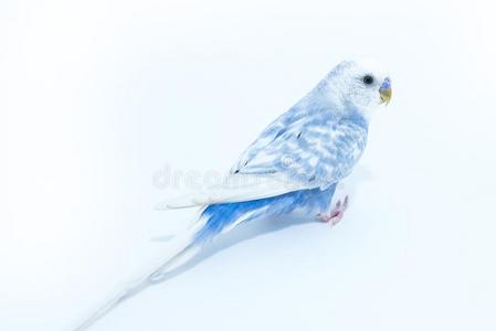 白色的-蓝色波状的鹦鹉隔离的向白色的背景