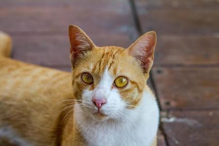 漂亮的赌注猫有样子的在照相机