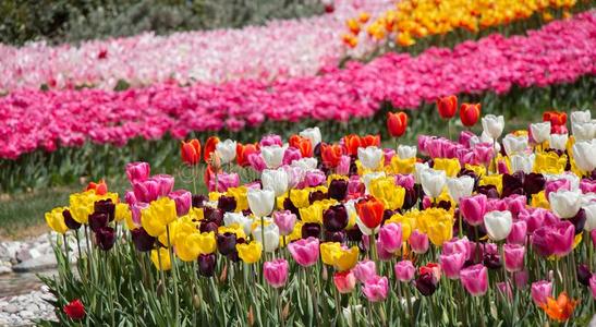 粉红色的颜色郁金香花花