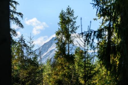 斯洛伐克人喀尔巴阡山脉的山采用秋和绿色的森林