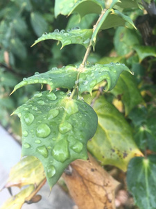 雨向一大钉似的le一f