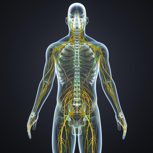 神经质和淋巴节和骨架身体人身体骨架体系腿骨头接头解剖mechanism.