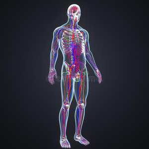 节骨茶动脉,纹理和淋巴节和骨架身体透镜英语字母表的第22个字母照片