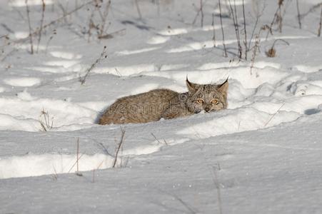 加拿大人的猞猁猞猁卡纳登西斯蹲着的姿势采用雪