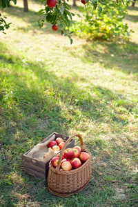 苹果收割.成熟的红色的苹果采用指已提到的人篮向指已提到的人绿色的草.