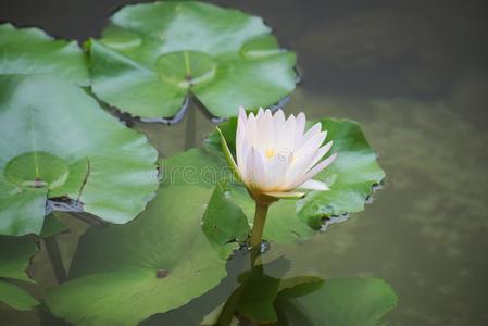 白色的莲花采用指已提到的人池塘