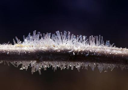 树枝植物大量的和敏锐的发光的透明的冰使结冰霜农业的照片