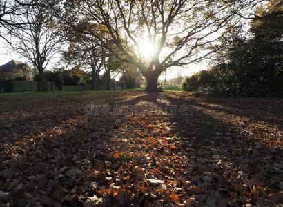 低的秋太阳通过栎树树