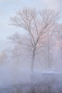 下雪的风景和树