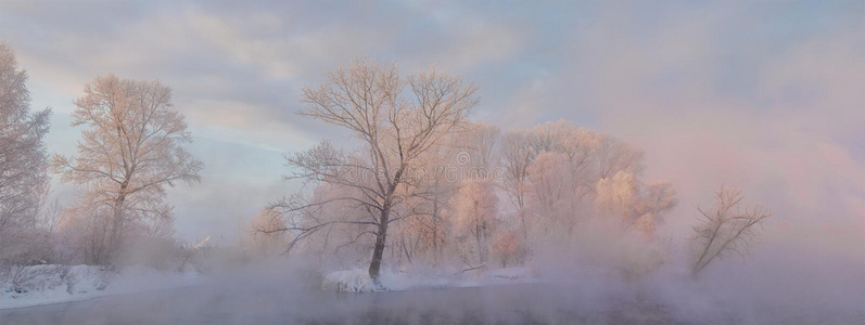 下雪的风景和树