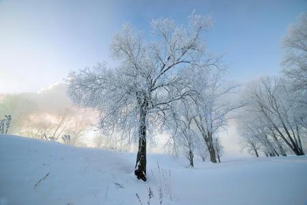 下雪的风景和树