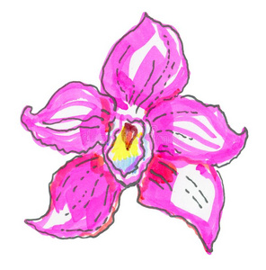 美丽的粉红色的兰花向白色的背景.