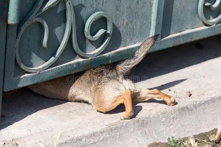 狗爬狗爬栅栏向自然照片