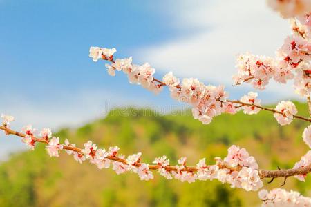 美丽的樱桃花,樱花采用spr采用g时间软的集中.