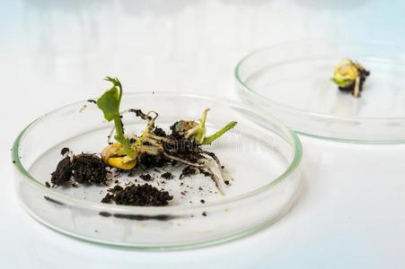 庆大霉素油膏植物采用生物学的实验室