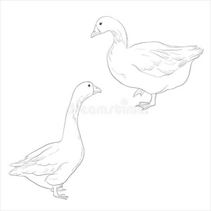 goose简笔画图片